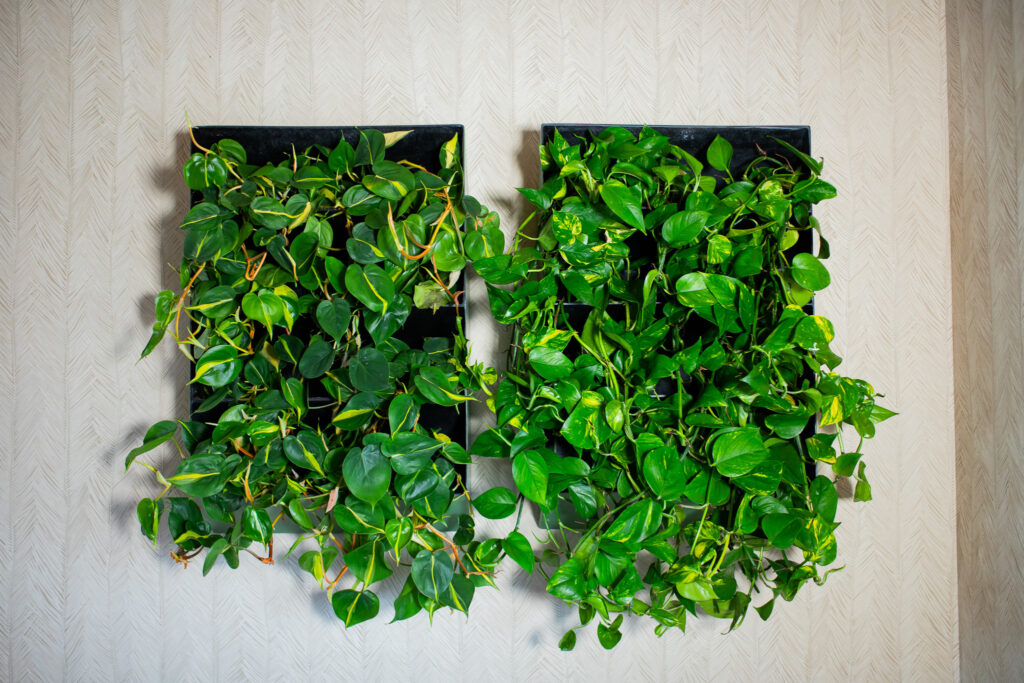 plantenschilderijen zijn levende kunstwerken